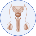 Ultrazvuk testisa
