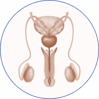 Ultrazvuk testisa Ultrazvuk testisa