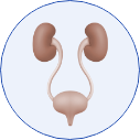 Ultrazvuk urotrakta