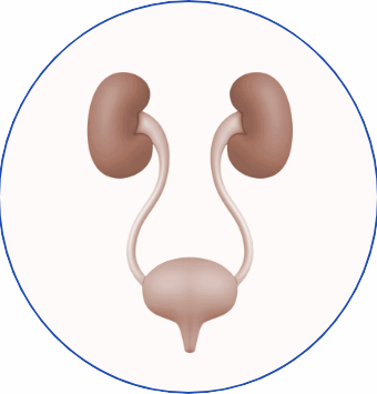Ultrazvuk urotrakta-jj Ultrazvuk urotrakta-jj