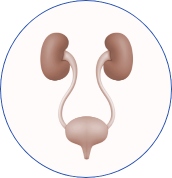 Ultrazvuk urotrakta-jj Ultrazvuk urotrakta-jj